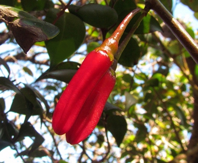 Agapetes meiniana (Paphia meiniana)