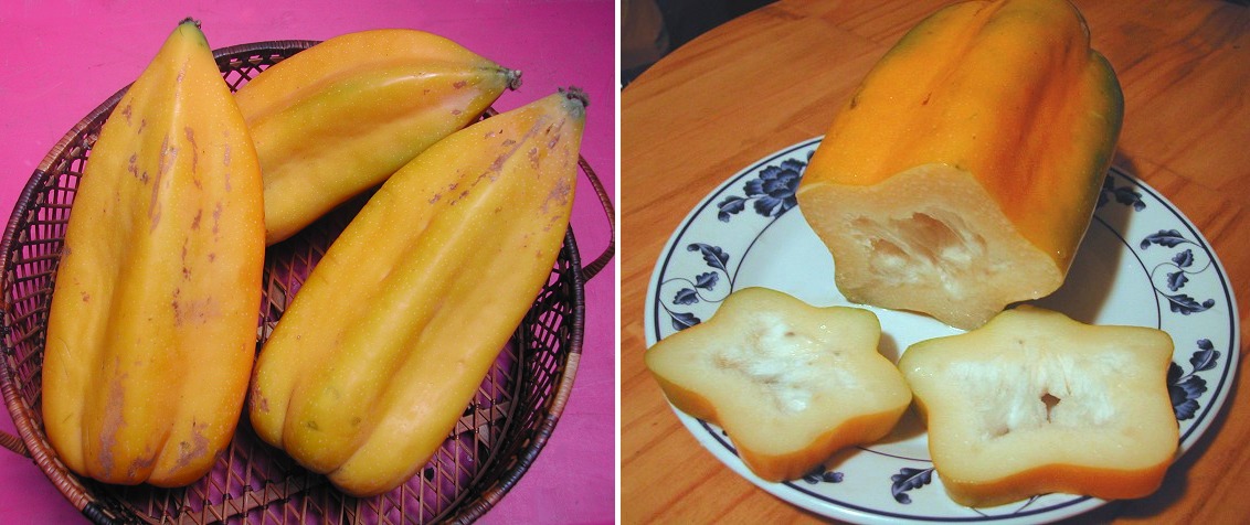 Babaco papaya - Carica pentagona