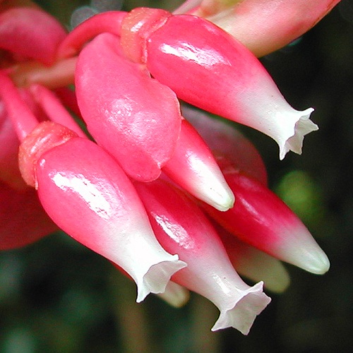Cavendishia bracteata