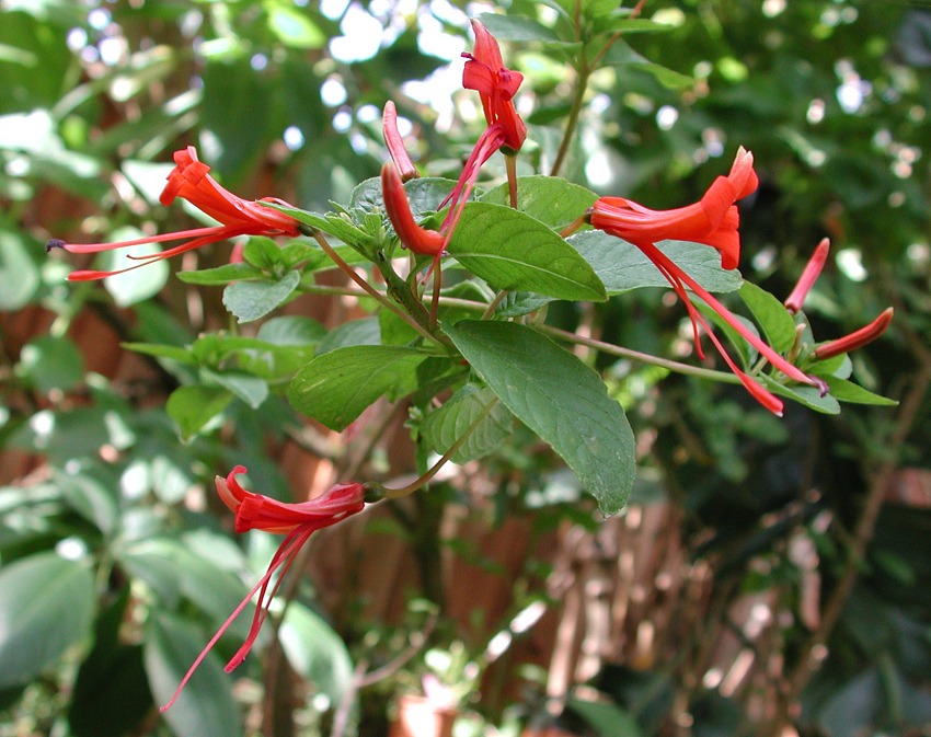 Lopezia longiflora
