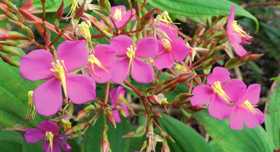 Monochaetum magdalenense - Colombian Princess Flower