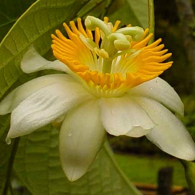 Passiflora arborea - "Tree Passionflower"