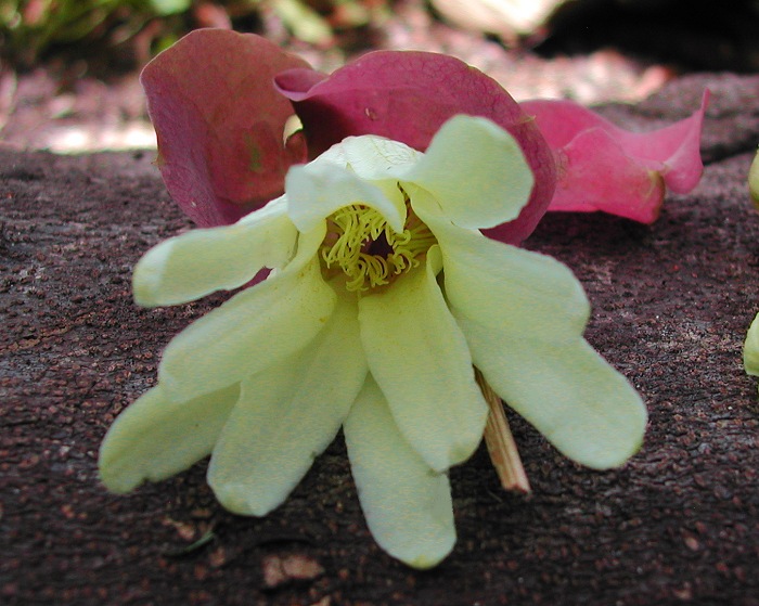 Variegated Passiflora membranacea