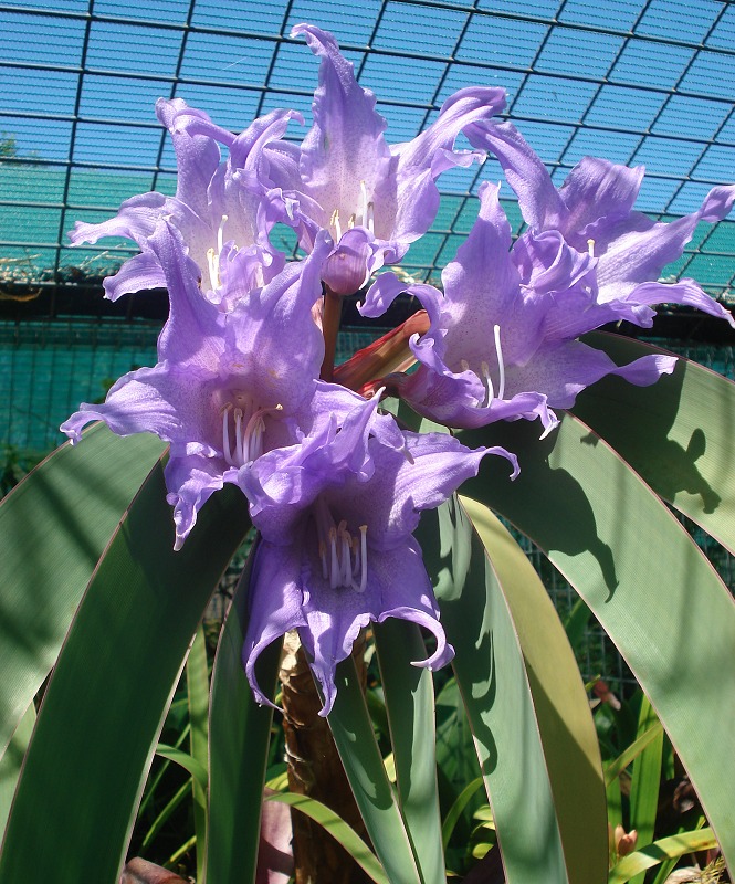 Rare, endangered Worsleya! The "Blue Amaryllis" Amazing Hippeastrum relative eBay