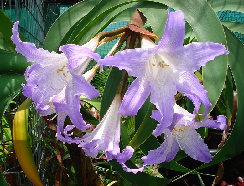 Rare, endangered Worsleya! The "Blue Amaryllis" Hippeastrum eBay