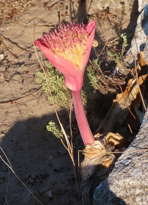Boophone haemanthoides