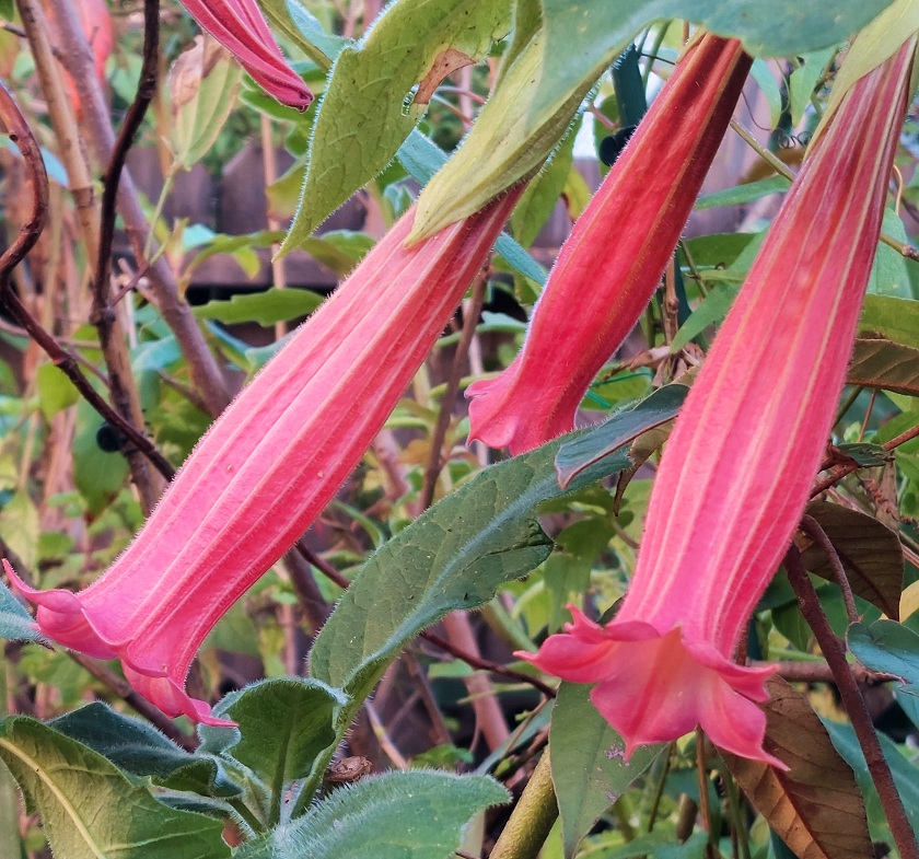 Brugmansia vulcanicola