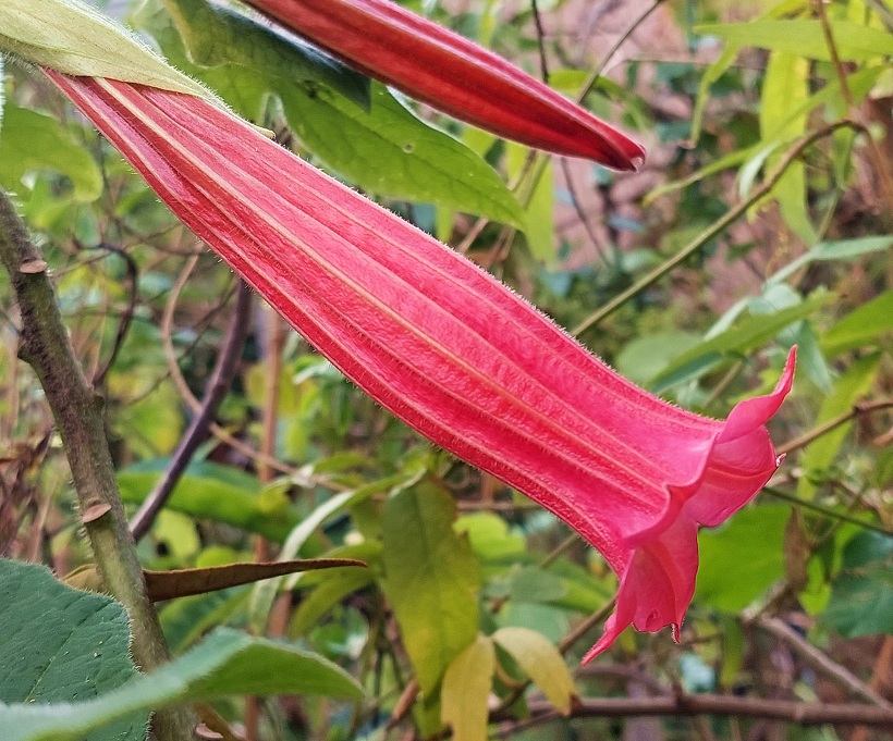 Brugmansia vulcanicola - La Cocha, Colombia