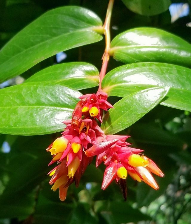 Cavendishia allenii