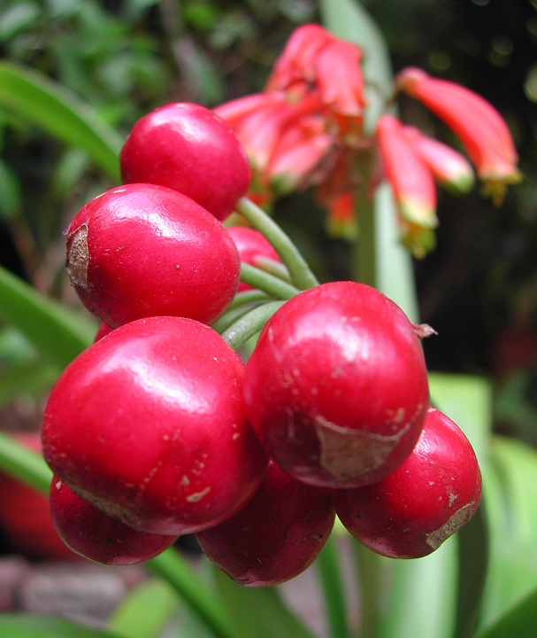 Clivia gardenii