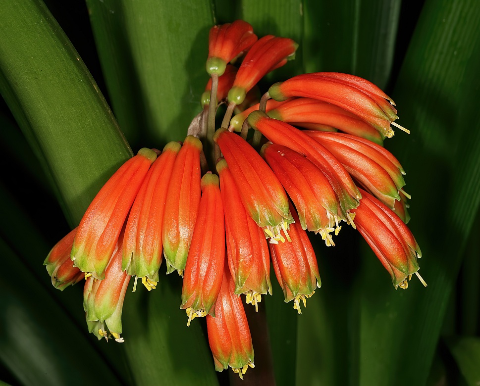 Clivia gardenii
