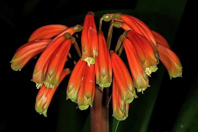 Clivia gardenii