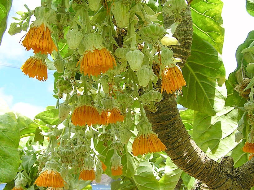 Dendroseris litoralis - Cabbage Tree