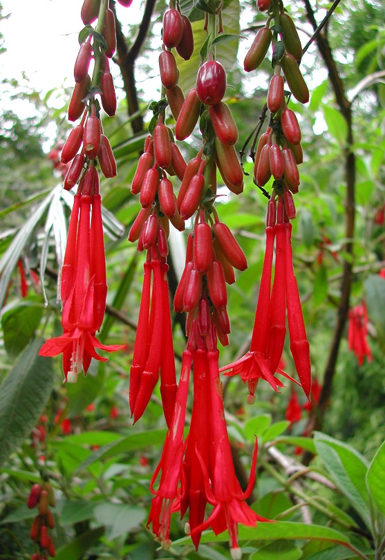 Red Fuchsia boliviana