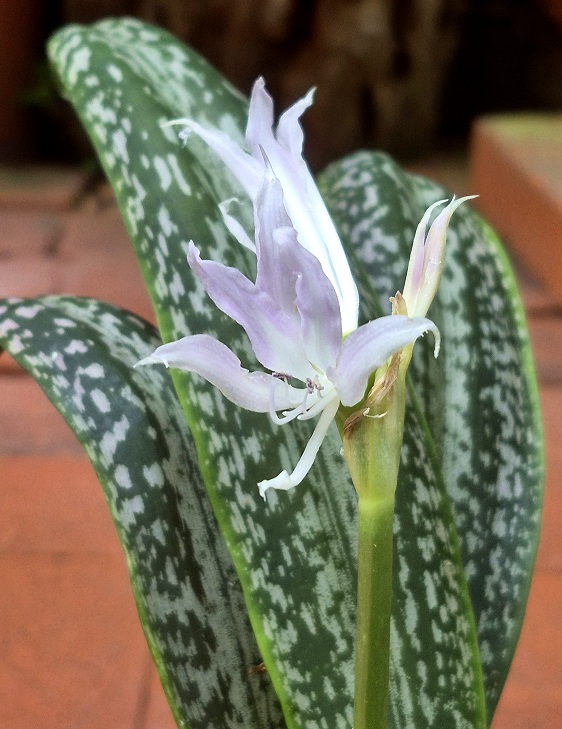 Griffinia sp. "Super Spot"