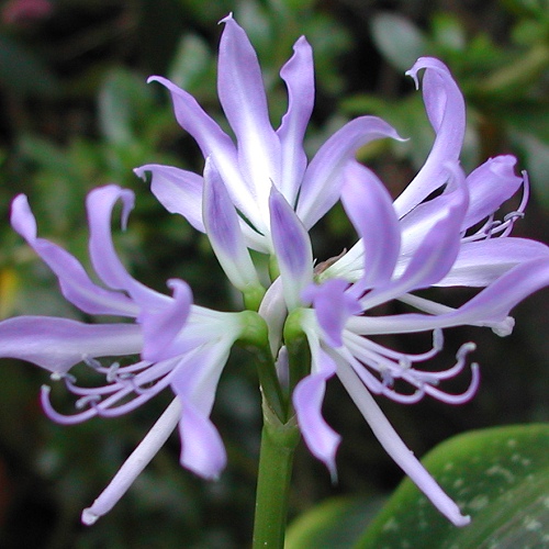 Griffinia liboniana