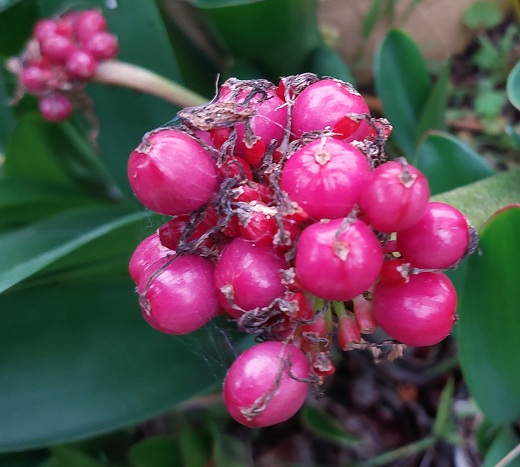 Haemanthus coccineus