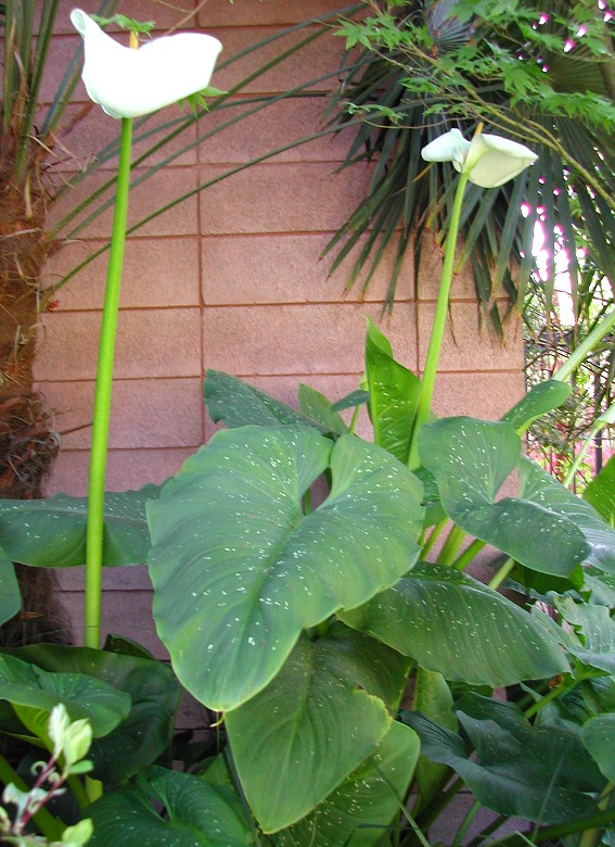 'Hercules' Giant Spotted Calla Lily -- Zantedeschia sp.