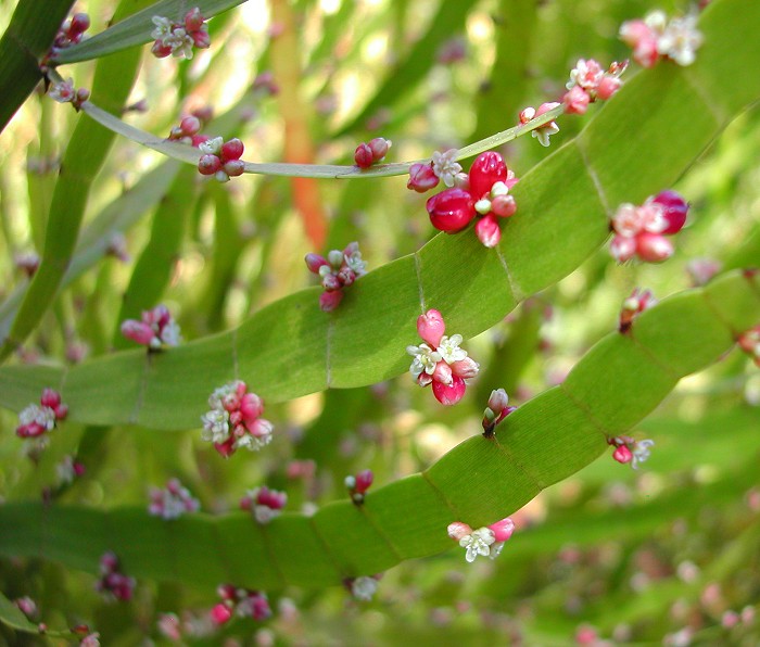 Homalocladium platycladum - Ribbon Plant