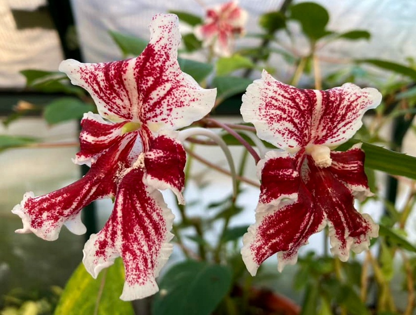 Impatiens grandis - Super red form