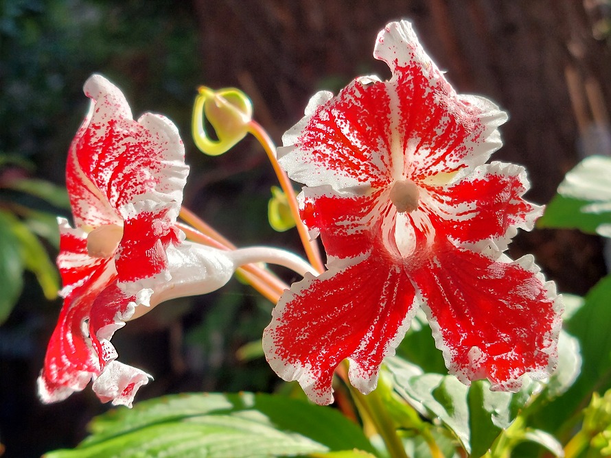 Impatiens grandis - Super red form