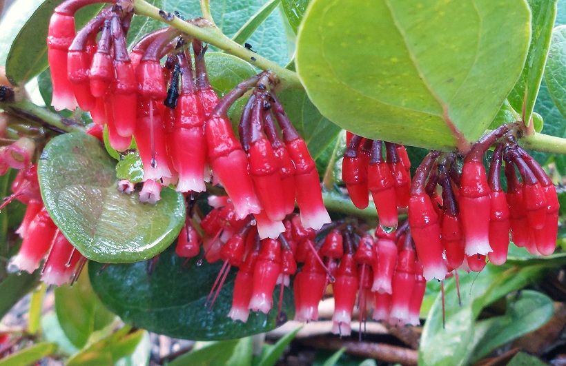 Macleania coccoloboides