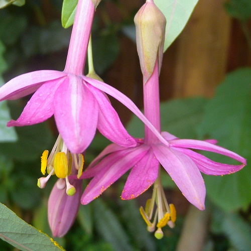 Passiflora luzmarina