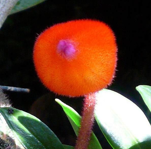 Pearcea hypocyrtiflora