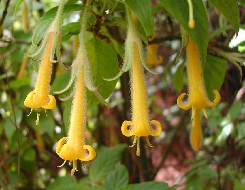 Pseudomiltemia filisepala - "Yellow Fuchsia" (Omiltemia) 