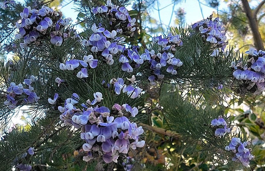 Psoralea affinis - Kool-Aid Bush