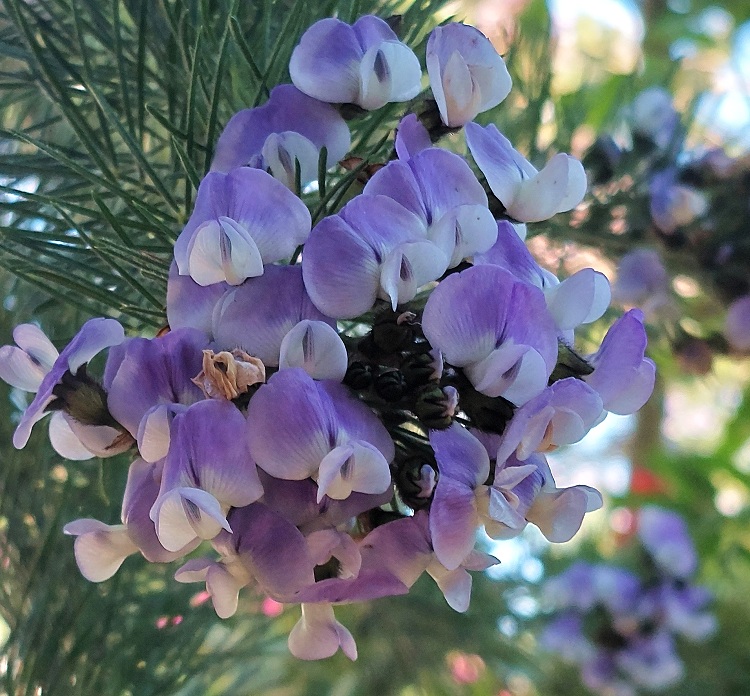 Psoralea affinis - Grape Soda Bush