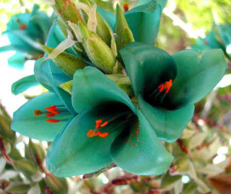 Turquoise Puya