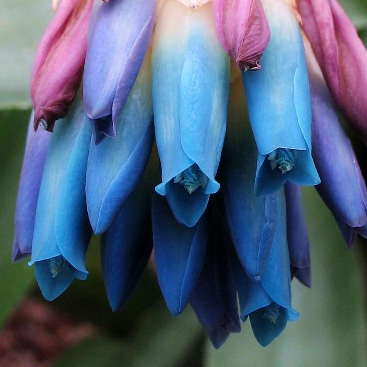 Quesnelia seideliana