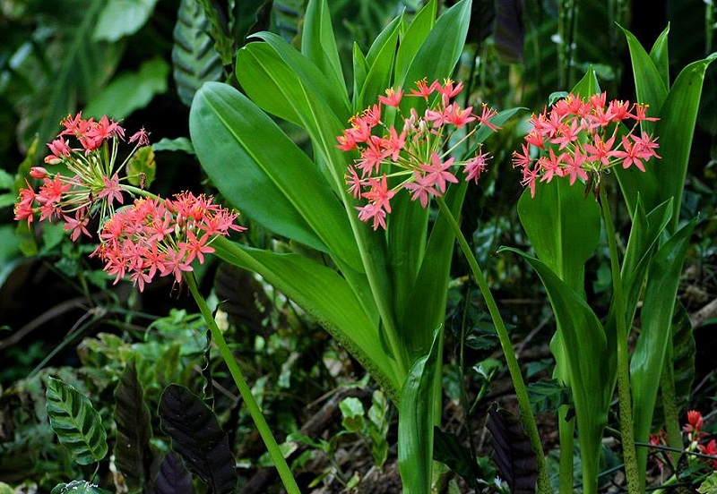 Scadoxus pole-evansii