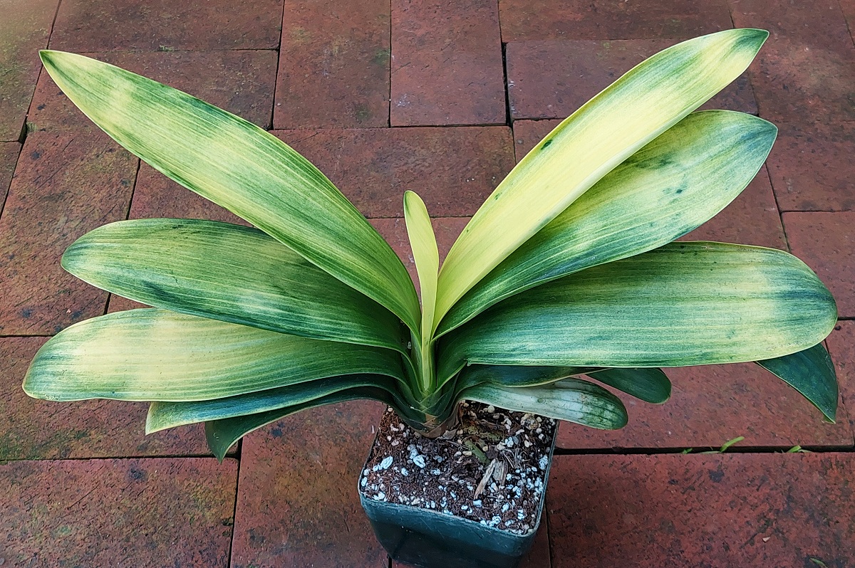"Light of Buddha" Variegated Clivia miniata 