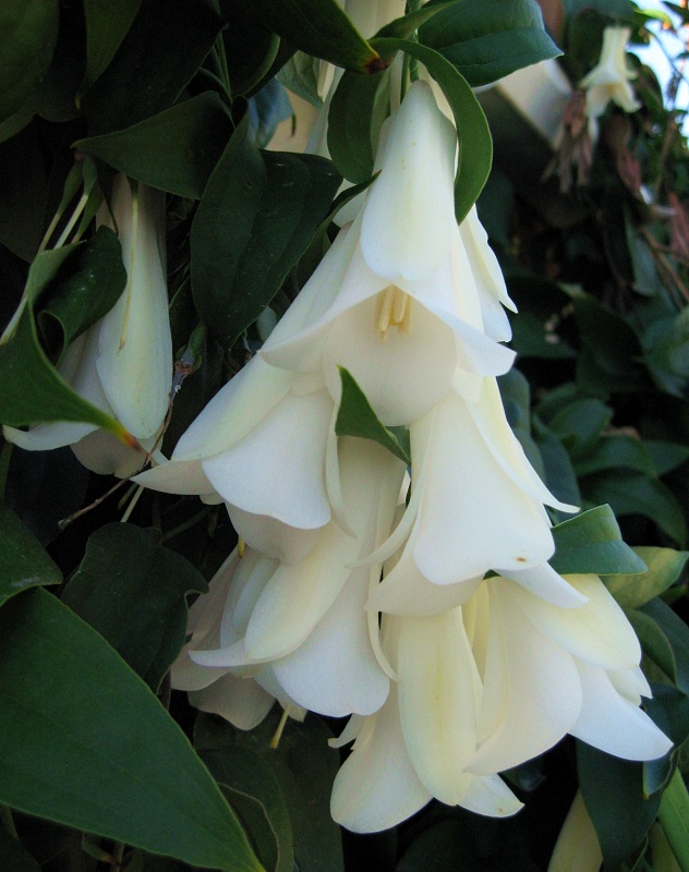 Lapageria rosea White Alba