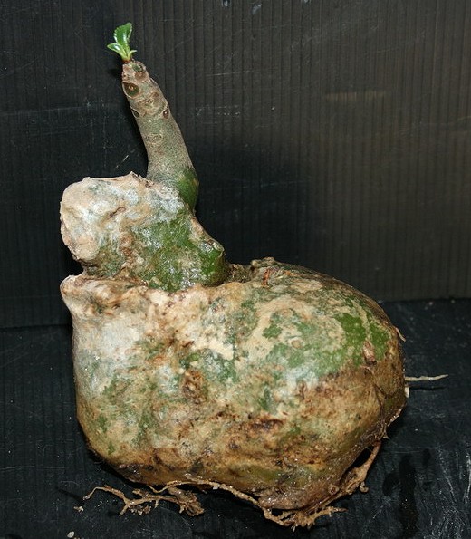 Amazing RARE Impatiens Mirabilis Makes A Huge caudex Tuber