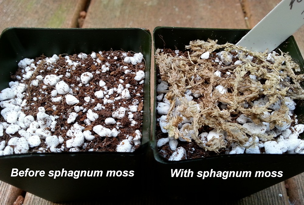 Medinilla loranthoides - Growing tips